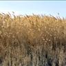 Figure 1: A reed-bed in a desert